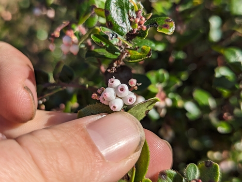 Arctostaphylos nummularia, photograph 2