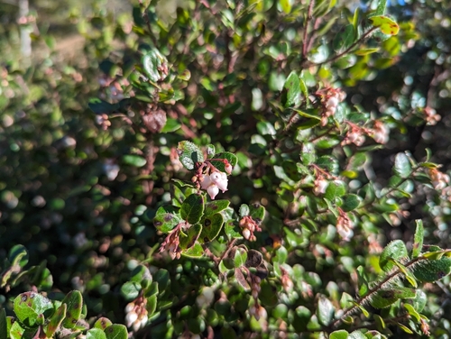 Arctostaphylos nummularia, photograph 3