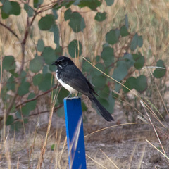 Rhipidura leucophrys