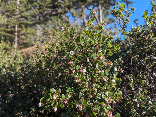 Arctostaphylos nummularia, photograph 4