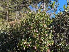 Arctostaphylos nummularia, photograph (c) Alexander Wentworth, some rights reserved (CC BY)