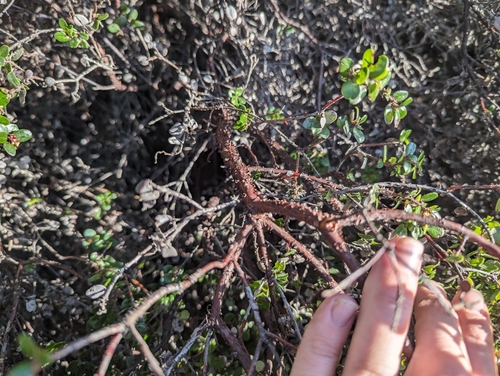 Arctostaphylos nummularia, photograph 5