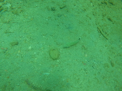 Parapercis hexophtalma