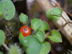 Nertera dichondrifolia