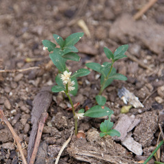 Alternanthera denticulata