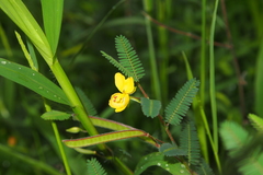 Chamaecrista mimosoides