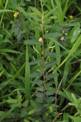 Chamaecrista mimosoides