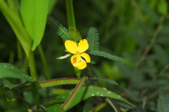 Chamaecrista mimosoides