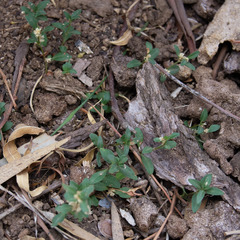 Alternanthera denticulata