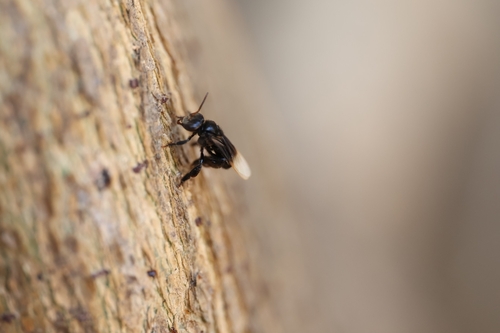Hill Stingless Bee