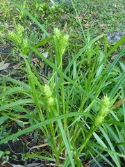 Carex lupuliformis