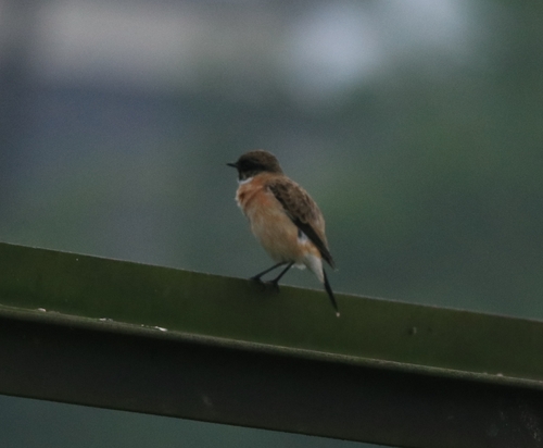 Siberian Stonechat