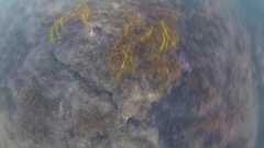 Cystophora moniliformis