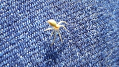 Araneae