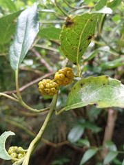 Hedycarya angustifolia (Hedycarya angustifolia)