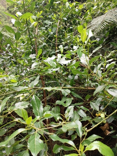 Image of Hedycarya angustifolia by (c) O.Neate, some rights reserved (CC BY-SA)