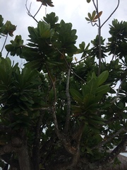 Barringtonia asiatica