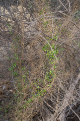 Asparagus asparagoides