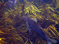 Aplodactylus arctidens