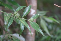 Buxus moratii