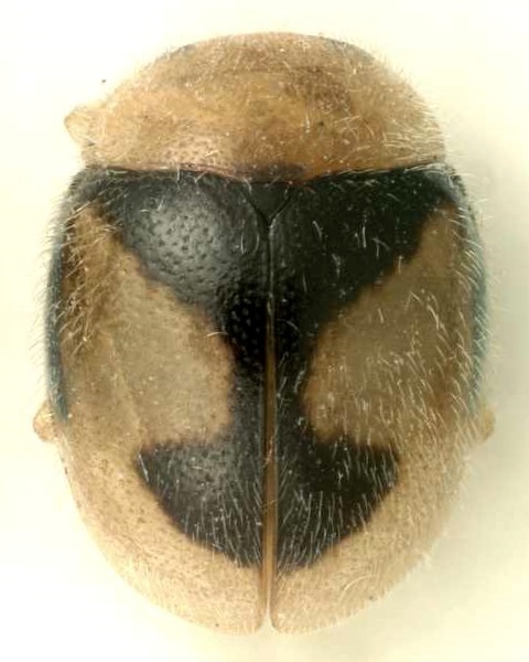 Rubin Vase Lady Beetle