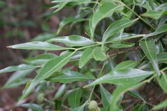 Buxus moratii