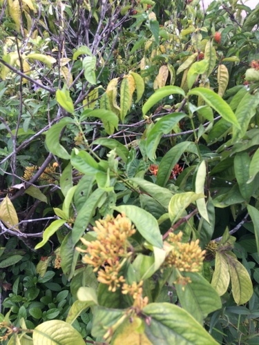 Ixora javanica, photograph 6