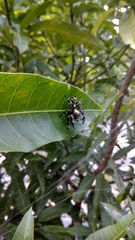 Hyllus diardi