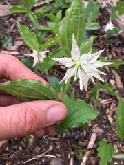 Prosartes maculata