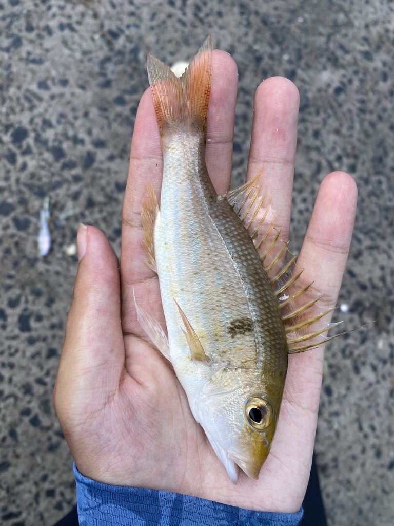 Threadfin Emperor from Watsons Bay Ferry Wharf, Watsons Bay, NSW, AU on