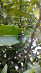 Hyllus diardi