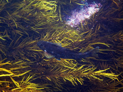 Aplodactylus arctidens