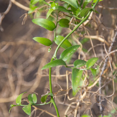 Asparagus asparagoides