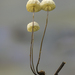 Marasmius bulliardii - Photo (c) julian_alonso, some rights reserved (CC BY-NC), uploaded by julian_alonso