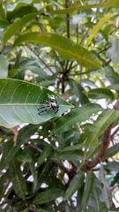 Hyllus diardi