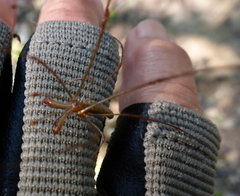 Tetragnatha elongata