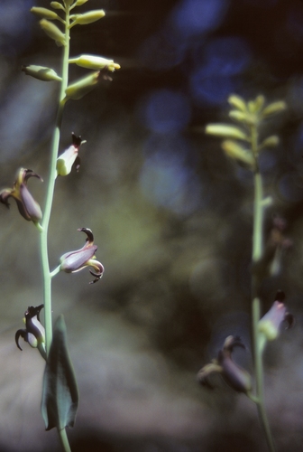 Masonic Mountain jewelflower (Streptanthus oliganthus)