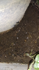 Hyllus diardi