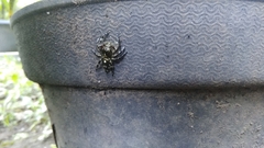 Hyllus diardi