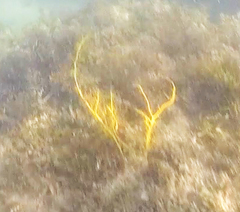 Cystophora moniliformis