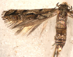 Mompha solomoni
