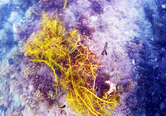 Cystophora moniliformis