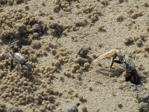 Austruca albimana image