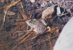Lithobates chiricahuensis