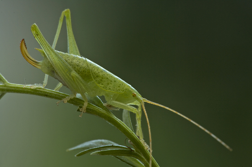 Paracilacris