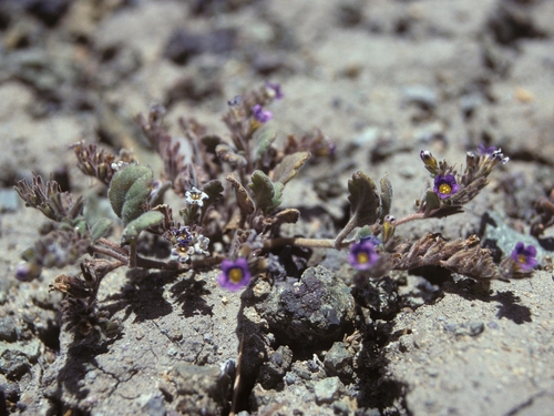 Nakedstem phacelia (Phacelia gymnoclada)