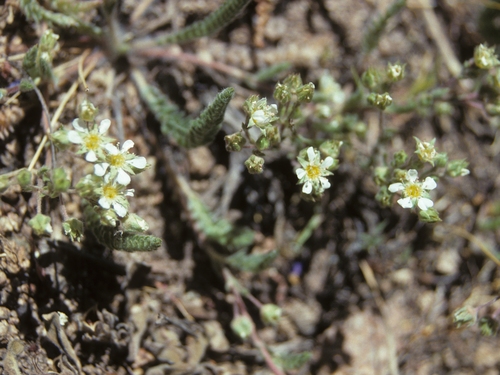 Pine Nut Mountain Mousetail (Ivesia pityocharis)