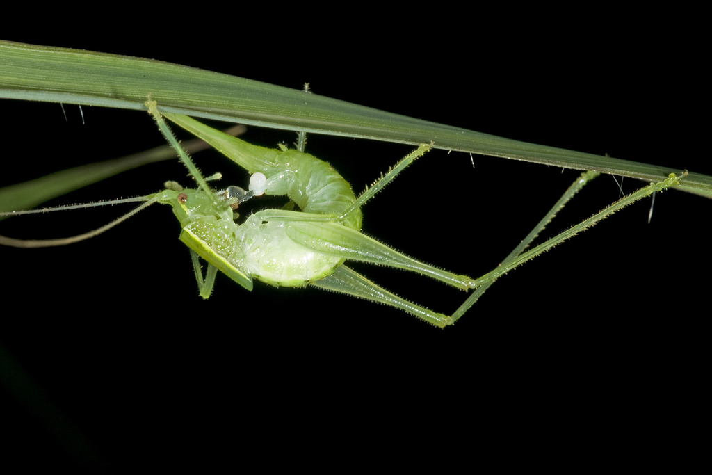 Naskreckia