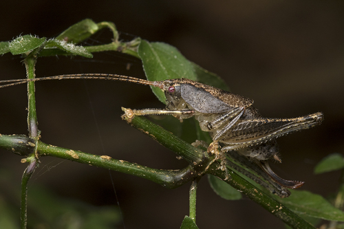 Acilacris obovatus