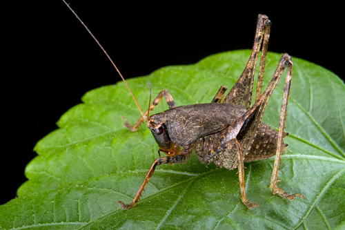 Transkeidectes multidentis
